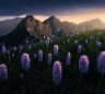 A field of purple flowers in front of mountains.